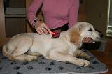 GOLDEN RETRIEVER - BROSSAGE 060